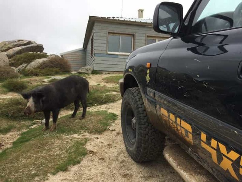 Porto Vecchio : Circuit en 4x4 du plateau de Cuscionu et de l'Alta Rocca