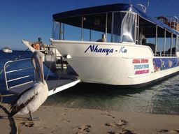 Coral Bay : Écotour de 3 heures pour les tortues du récif de Ningaloo
