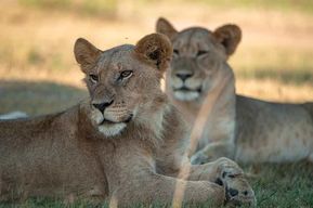Safari d'une journée dans l'Akagera