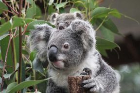 Brisbane : Carte journalière pour le sanctuaire de Koala de Lone Pine
