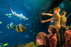 Munich : billet d'une journée pour l'aquarium Sea Life