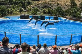 Maspalomas : Billet pour le parc Palmitos avec spectacle de dauphins et d'oiseaux