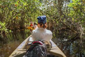 Parc national des Everglades : Excursion en kayak dans le tunnel de la mangrove