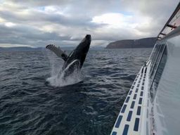 Ísafjörður : excursion en bateau pour observer les baleines dans les fjords de l'ouest