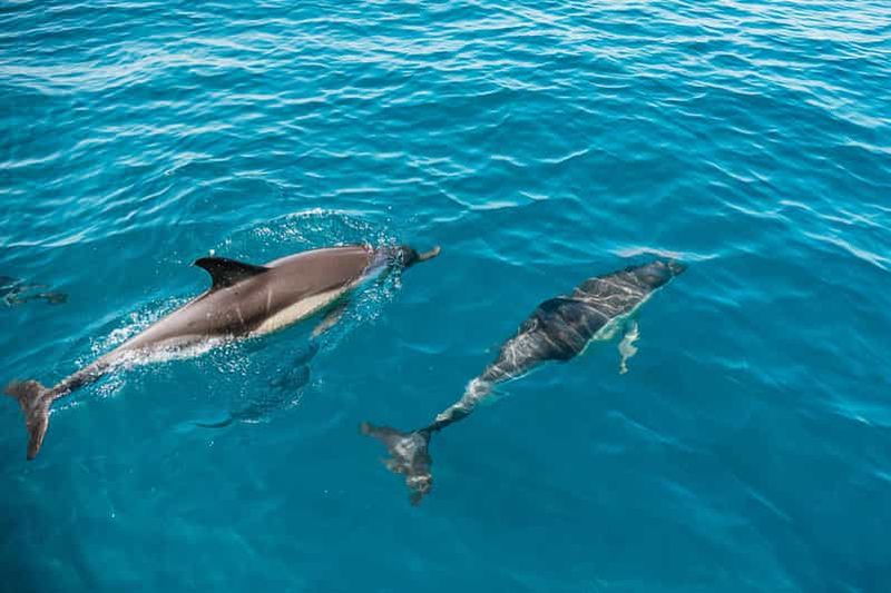 Lagos : Observation des dauphins avec un biologiste marin professionnel