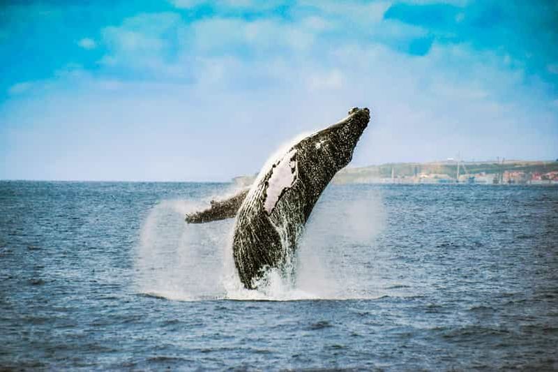 Billet Depuis Ponta Delgada : Observation des baleines et des dauphins