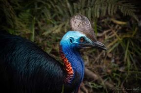 Port Douglas : Visite de la forêt tropicale de Daintree et des gorges de Mossman