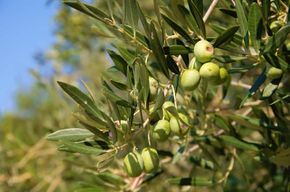 Cres : Visite à pied de l'huile d'olive avec dégustations