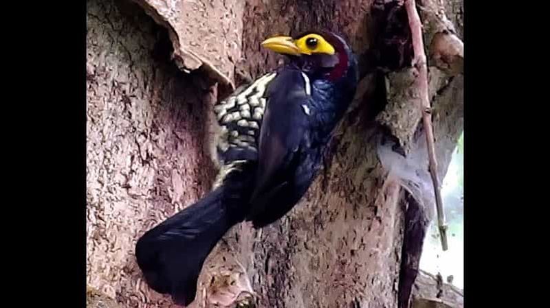 Forêt de Kakamega : Safari d'observation des oiseaux