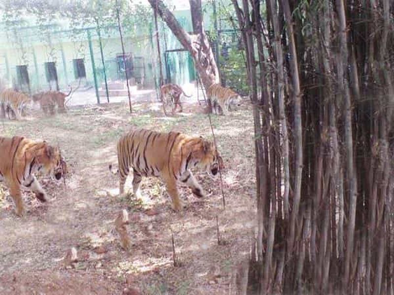 Excursion privée d'une journée dans le parc national de Bannerghatta