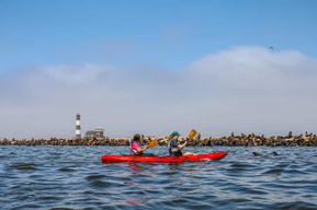 Pelican Point : Kayak avec les phoques