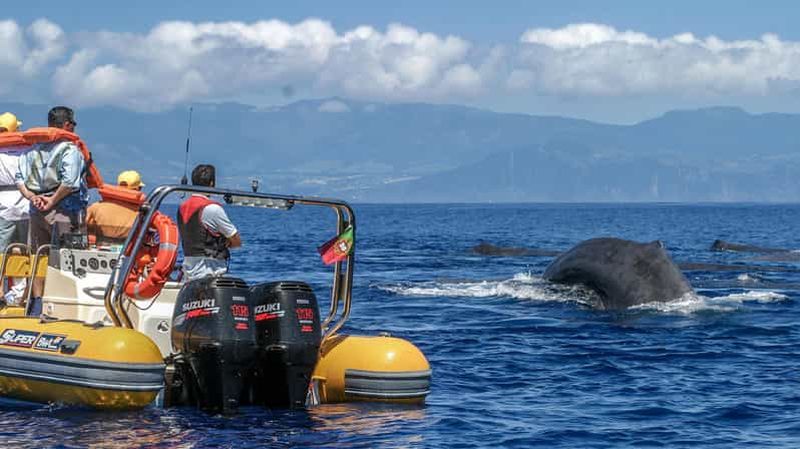 Billet Açores : Observation des baleines et tour en bateau autour des îlots avec un biologiste marin