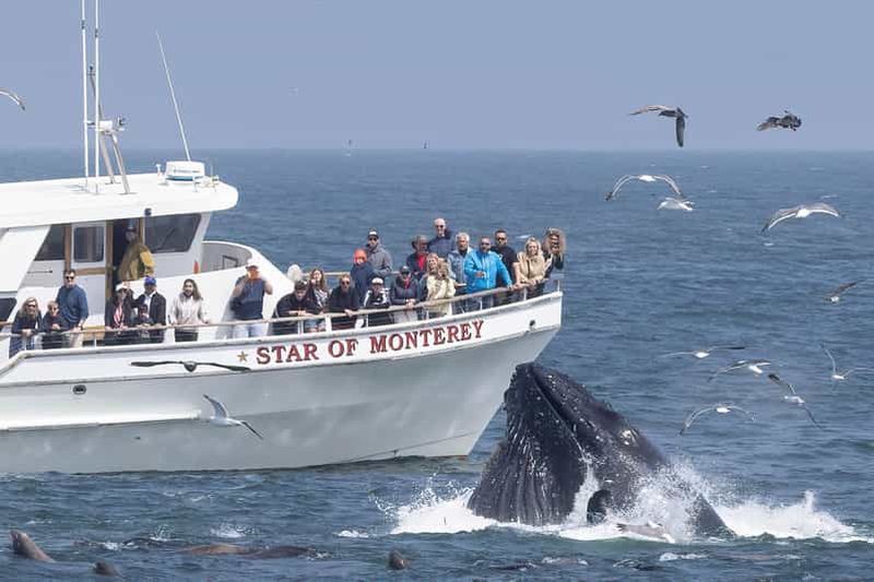 Monterey: excursion en bateau d'observation des dauphins et des baleines dans la baie de Monterey