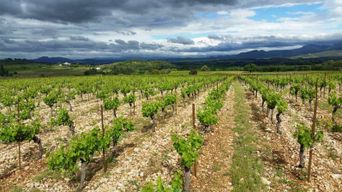 Dégustation de vin au Château Capion