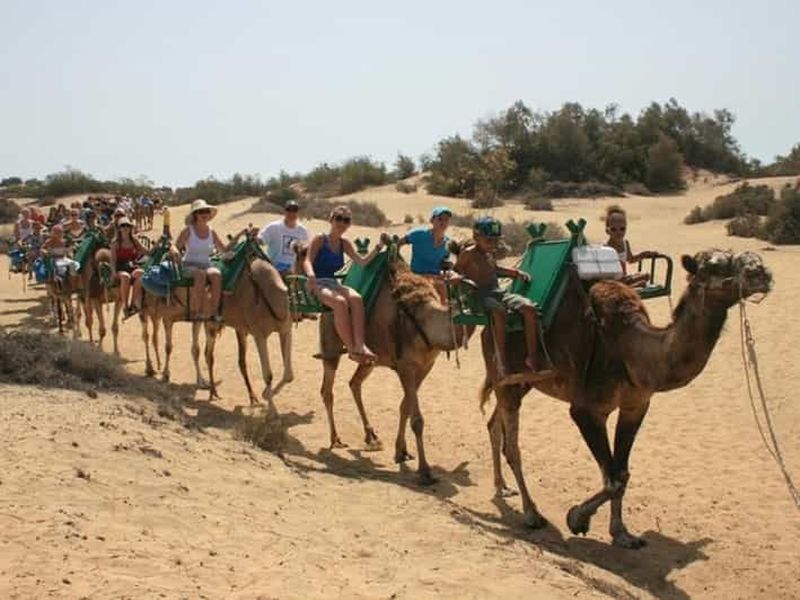 Maspalomas : balade à dos de chameau dans les dunes de sable