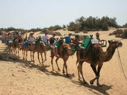 Maspalomas : balade à dos de chameau dans les dunes de sable
