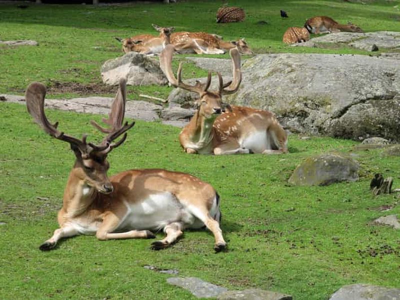 Göteborg : Visite du parc de Slottsskogen et du jardin botanique