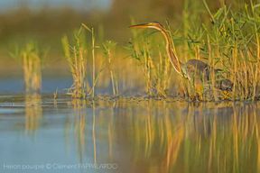 Camargue : Découverte de la nature aux marais du Vigueirat
