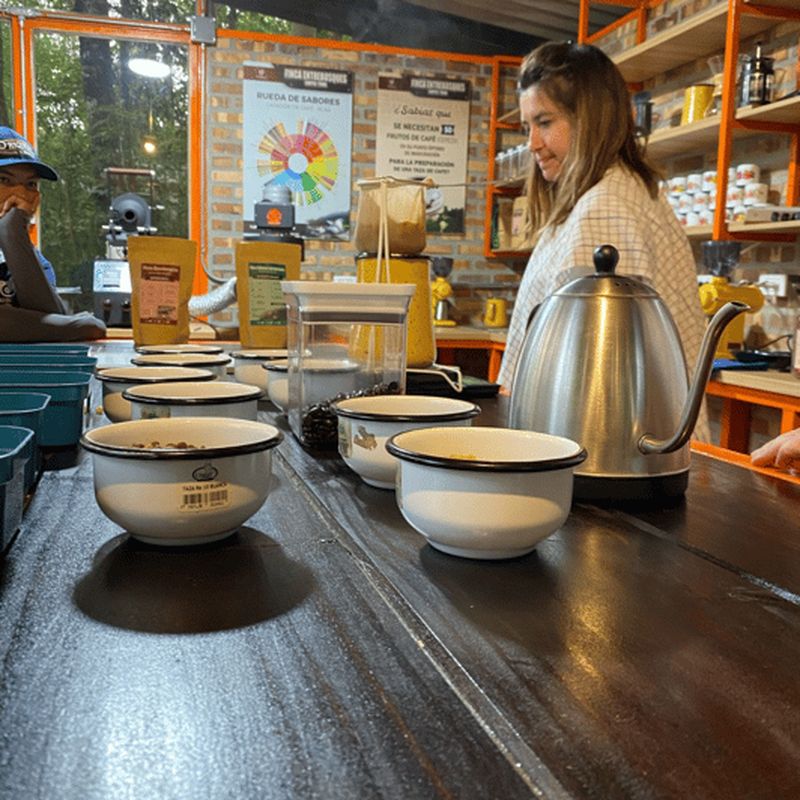 Randonnée dans la vallée de Cocora, plantation de café et visite de Salento