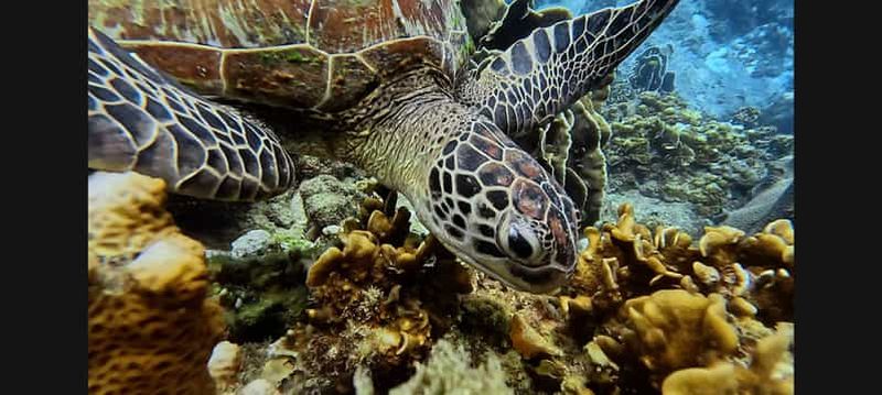 Koh Samui : Plongée et Snorkelling pour tous les niveaux et tous les âges ! Réservez dès maintenant ! Plongée