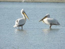 Observation des oiseaux en Albanie : lac de Shkodra et Velipoja