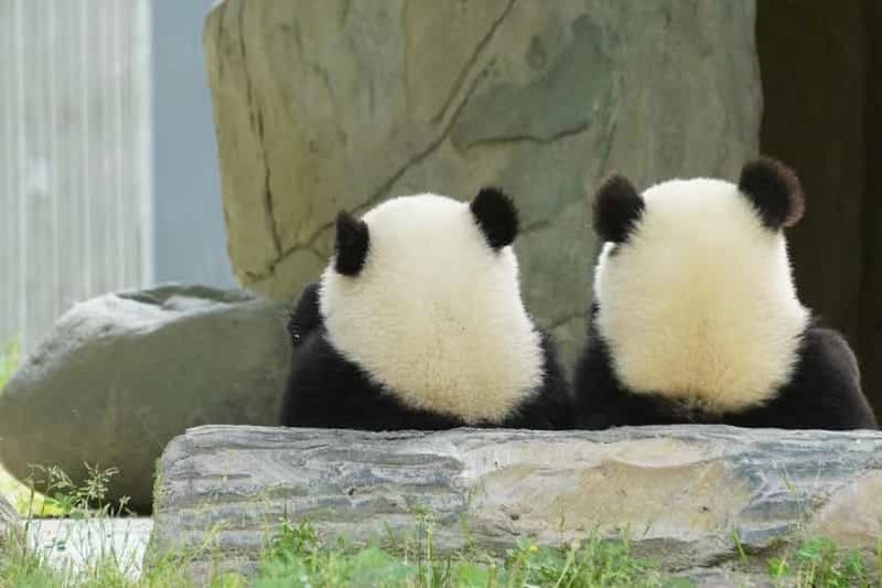 Chengdu : Billet de la base de recherche sur l'élevage du panda géant