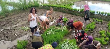 Tetebatu : cascades, épices, rizières en terrasses, forêt de singes