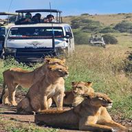 Parc national de Nairobi : safari guidé de 5 heures avec prise en charge gratuite