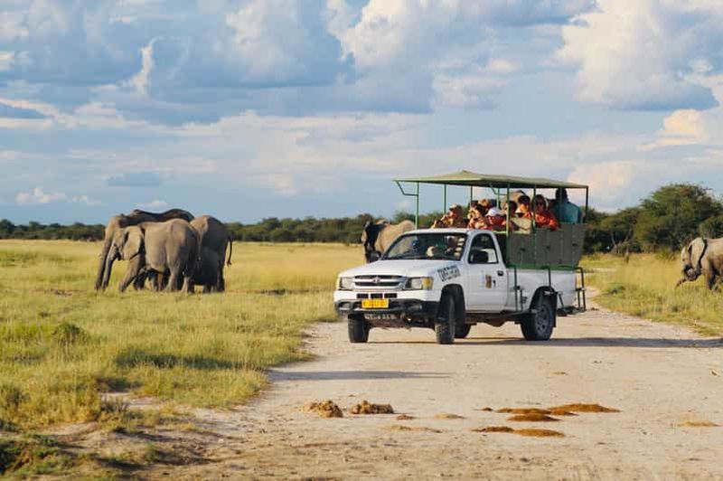 Parc national d'Etosha : Excursion d'une journée ou d'une demi-journée
