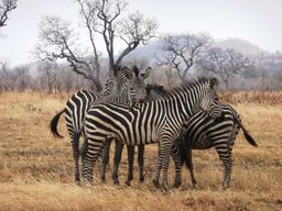 Dar es Salaam : Excursion en train dans le parc national de Mikumi