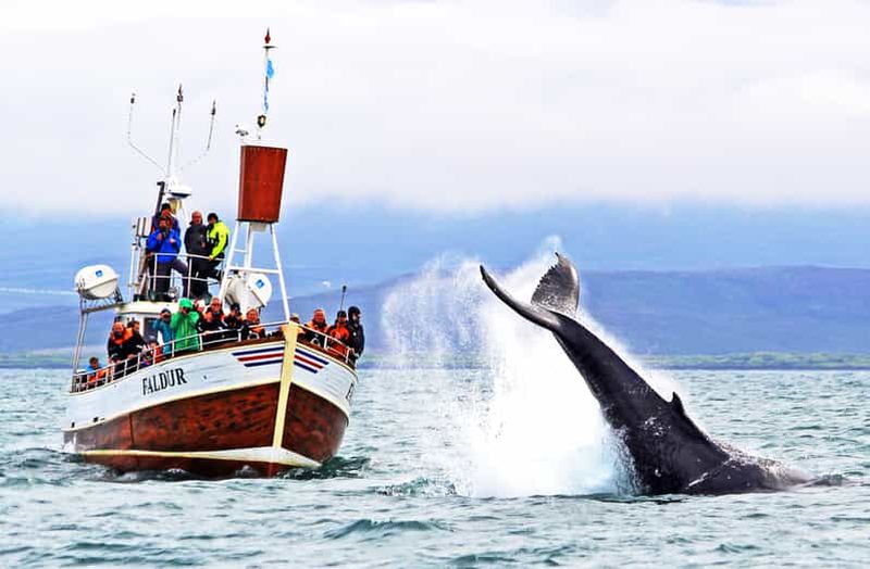 Húsavík : Observation traditionnelle des baleines par une entreprise familiale locale