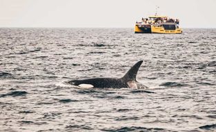 Vancouver : Aventure d'observation des baleines couverte avec photos gratuites