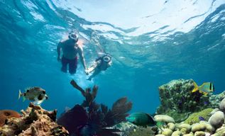 Key West : Plongée en apnée sur les récifs avec boissons et option coucher de soleil