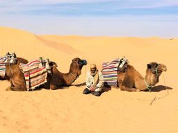 Au départ de Djerba : Visite d'une jounée à Ksar Ghilane, Sahara et Oasis