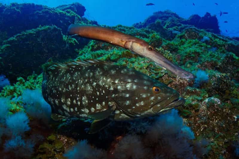 Baptême de plongée