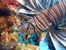 Mononaftis : Plongée sous-marine certifiée