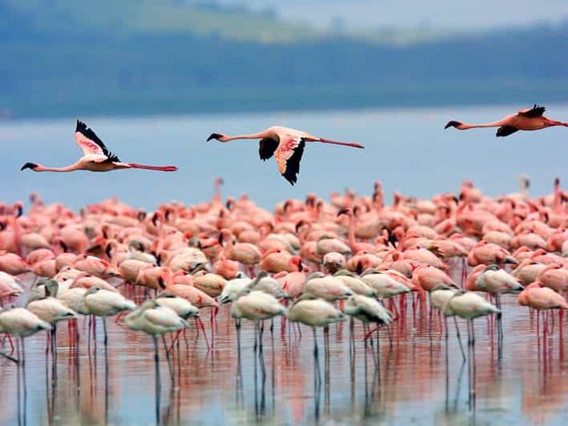 Excursion d'une journée : parc national du lac Nakuru et tour en bateau sur le lac Naivasha
