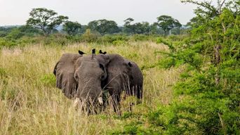 Ouganda : safari de 2 jours au parc des chutes Murchison avec croisière en bateau