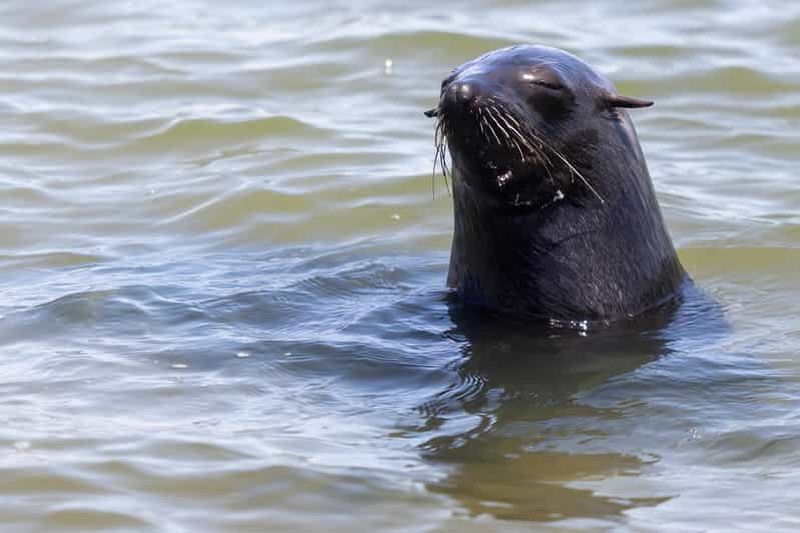 Visite guidée de Cape Cross et Henties Bay Côte des Squelettes Namibie