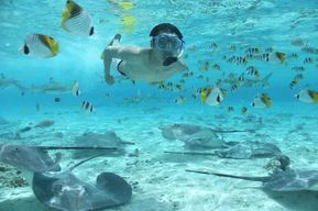 Bora Bora : Eco Shark and Snorkeling Safari (safari requins et plongée en apnée)