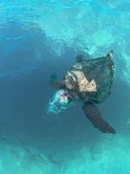 Zante : excursion en hors-bord, tortues, grottes de Keri et Marathonisi