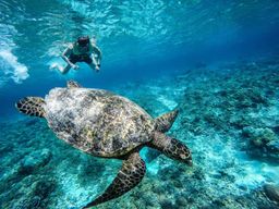 Depuis Lombok : excursion de plongée avec tuba aux îles Gili