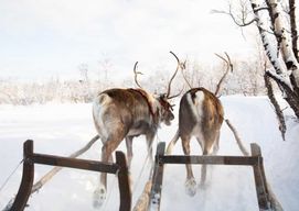 KIRUNA : L'expérience du renne sami