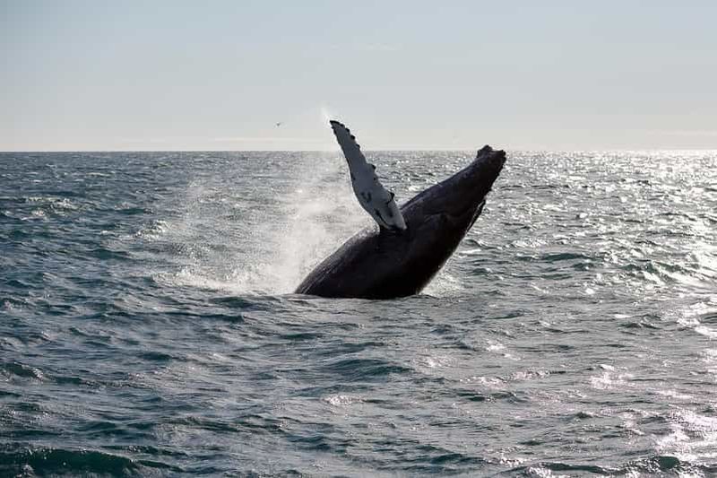 Depuis Reykjavik : Observation des baleines