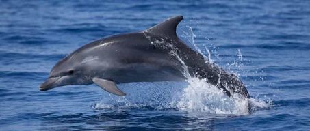 Vodice : sortie en bateau et observation des dauphins dans l'archipel de Šibenik