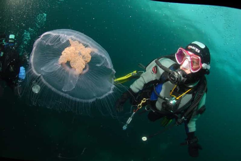 Lofoten : première expérience de plongée sous-marine