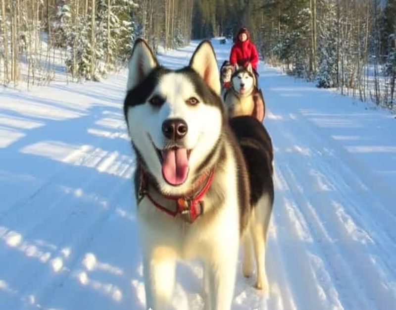 Levi : balade en traîneau à chiens de traîneau de 5 km à Levi
