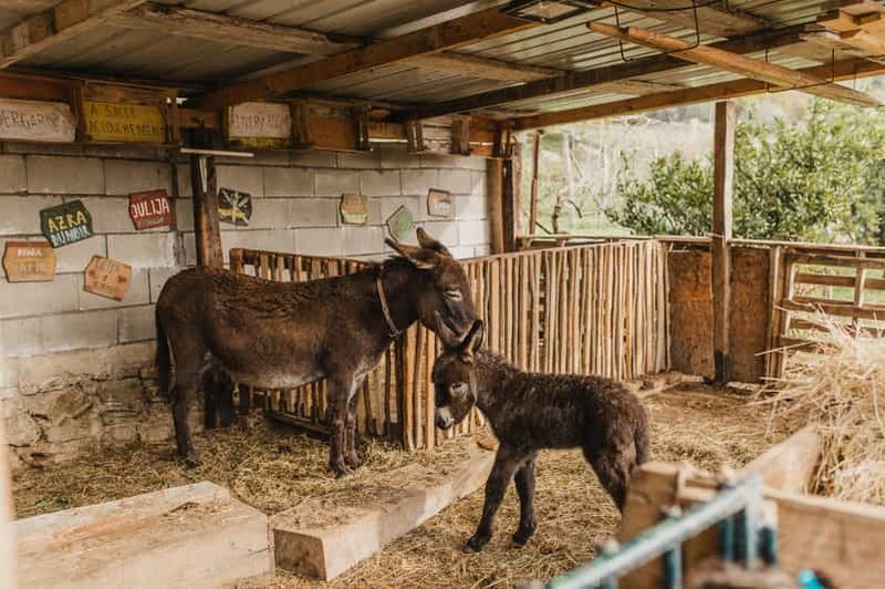 Visite de la ferme des ânes et de la grotte de Lipa ; visite de la grotte à dos d'âne