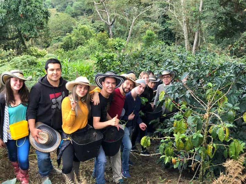Salento : Visite privée de la vallée de Cocora, du Salento et des plantations de café