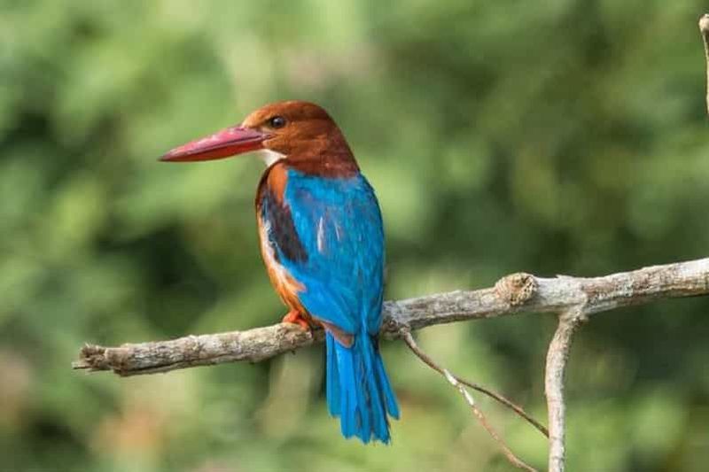 Katmandou/Pokhara : Chitwan Jungle Safari 2/3/4 jours